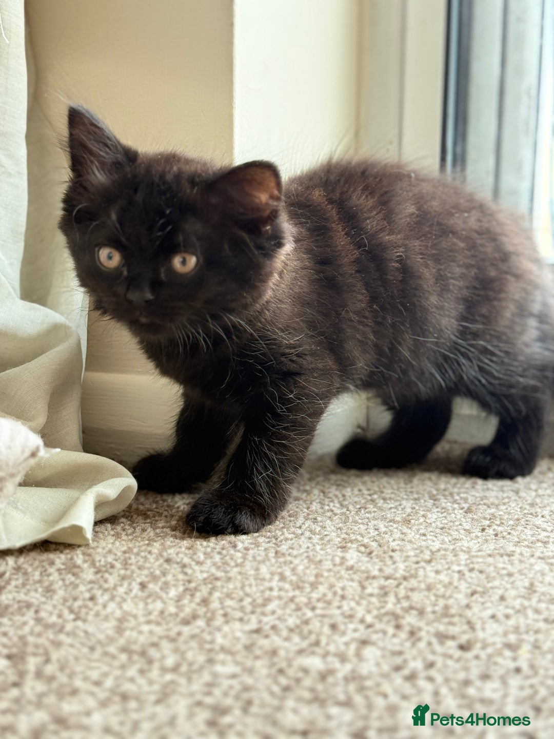 British Shorthair cats for sale: Beautiful kittens - Image 11