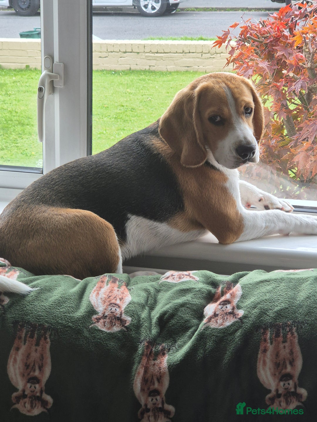 Beagle dogs for sale: 9 mouths old puppy beagle  - Image 3