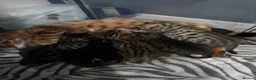 Bengal cats for sale: 5 mixed bengal kittens - Advert 15