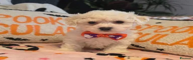 Bichon Frise 2