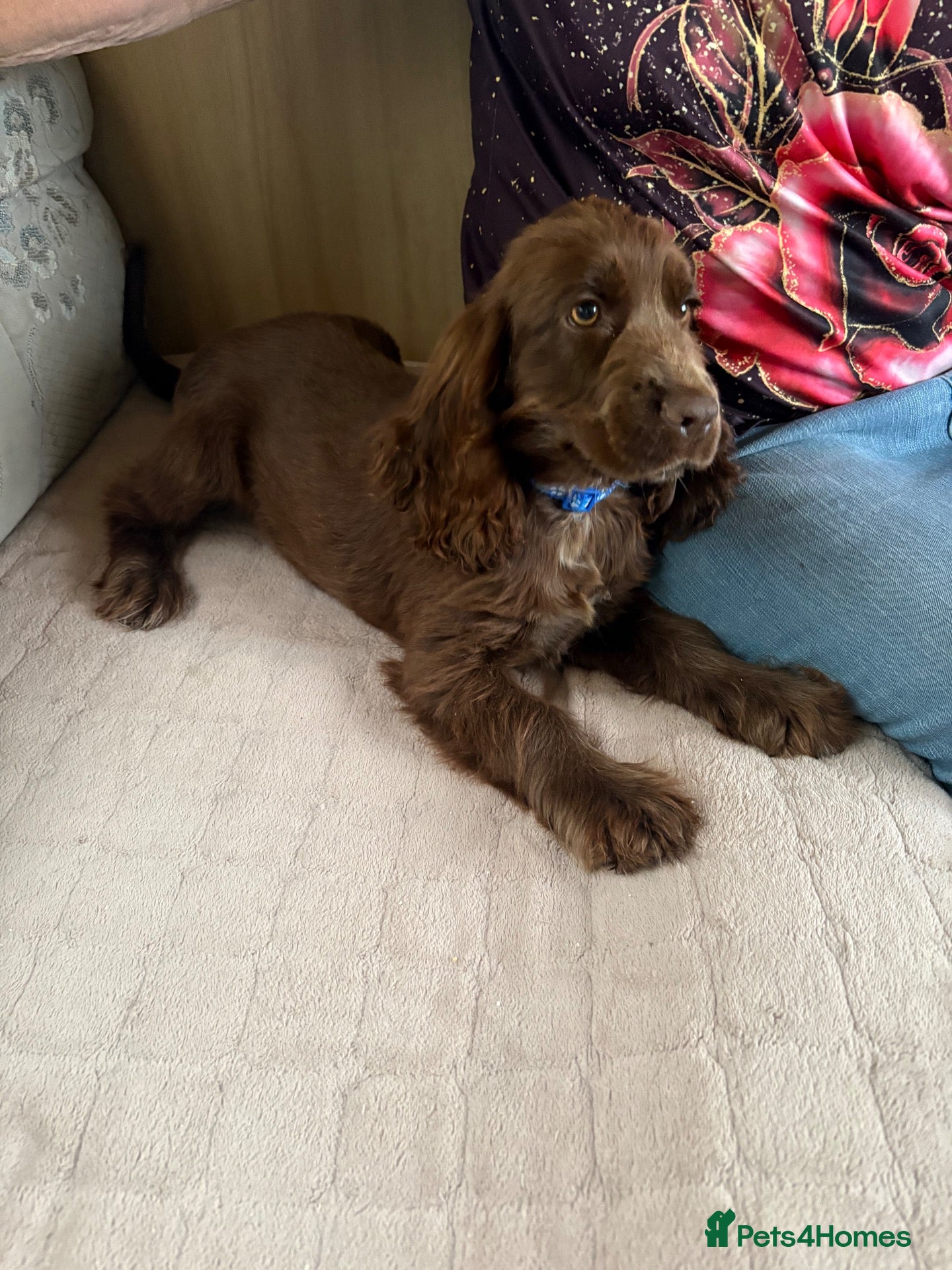 Cocker Spaniel dogs Show type cocker spaniels - Advert 10