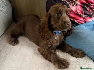 Cocker Spaniel dogs Show type cocker spaniels - Advert 10