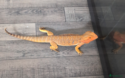 Bearded Dragon reptiles for sale: Beautiful Citrus Bearded Dragon and 3ft Vivarium - Image 4