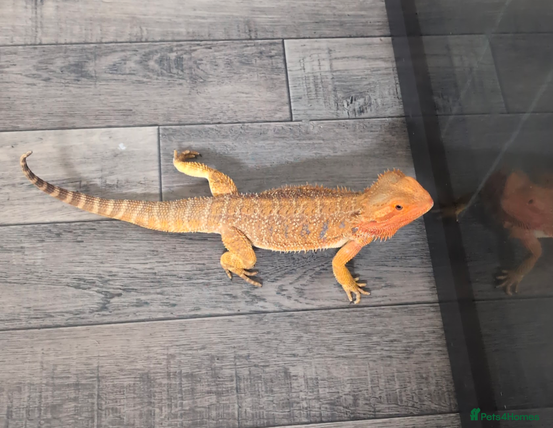 Bearded Dragon reptiles for sale: Beautiful Citrus Bearded Dragon and 3ft Vivarium - Image 4