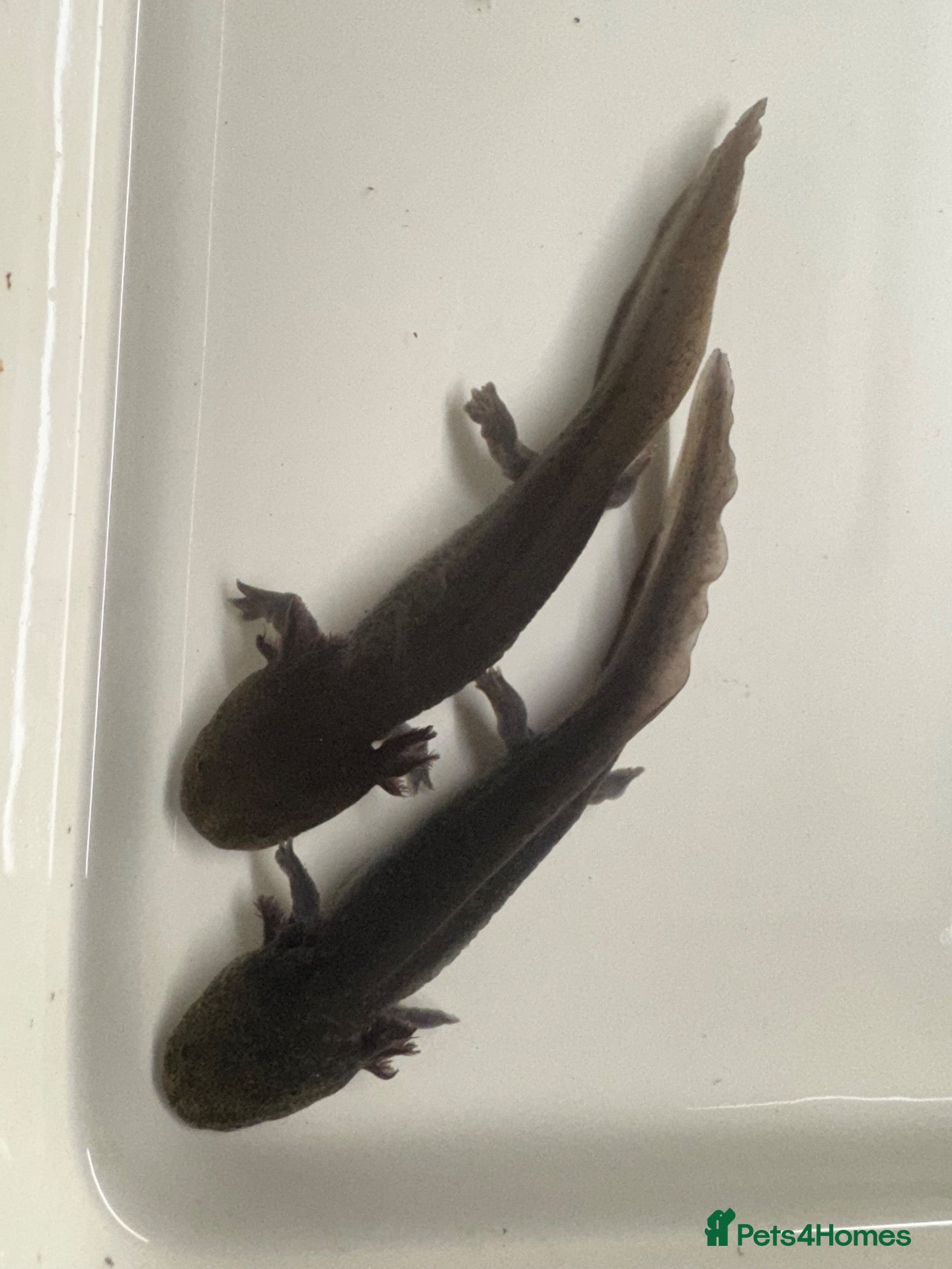 Other/Mixed Breed fish 7 month old Axolotls  - Advert 2