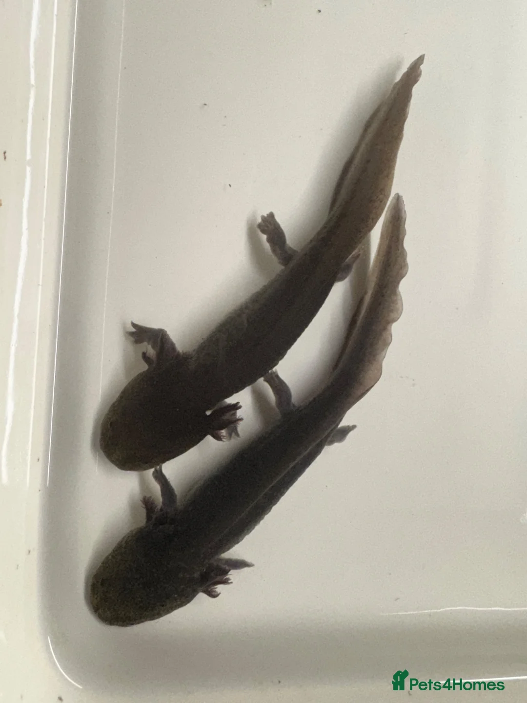 Other/Mixed Breed fish for sale: 7 month old Axolotls  - Advert 2