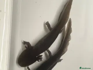 Other/Mixed Breed fish 7 month old Axolotls - Advert 2