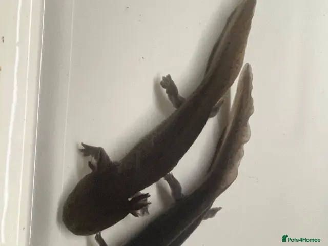 Other/Mixed Breed fish 7 month old Axolotls - Advert 2