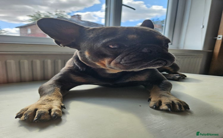 French Bulldog dogs - Advert 4