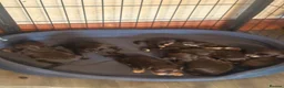Cocker Spaniel dogs for sale: Stunning dna tested cocker spaniels  - Advert 9