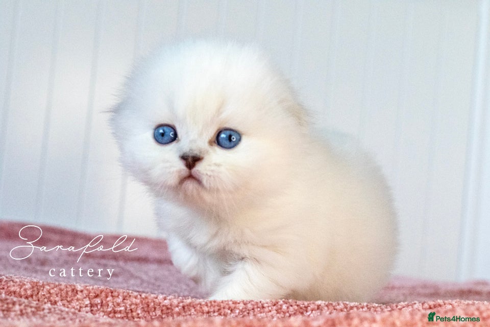 Scottish Fold cats Uranus Blue Eyed Snow Beauty 💙❄️ - Advert 1