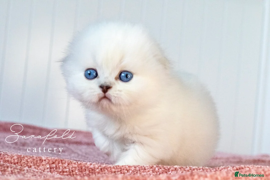 Scottish Fold cats for sale: Uranus Blue Eyed Snow Beauty 💙❄️ - Advert 1