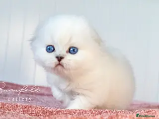 Scottish Fold cats Uranus Blue Eyed Snow Beauty 💙❄️ - Advert 1