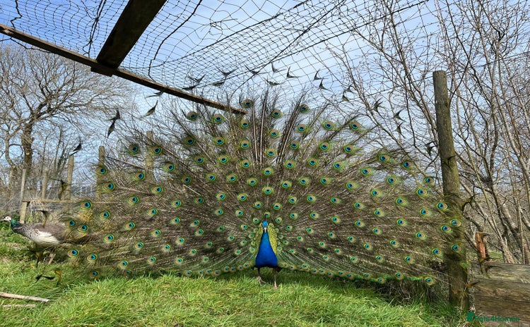 Peafowl poultry - Advert 1