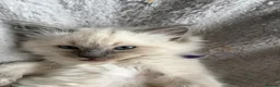 Ragdoll cats for sale: Gorgeous ragdoll kittens!  - Advert 16