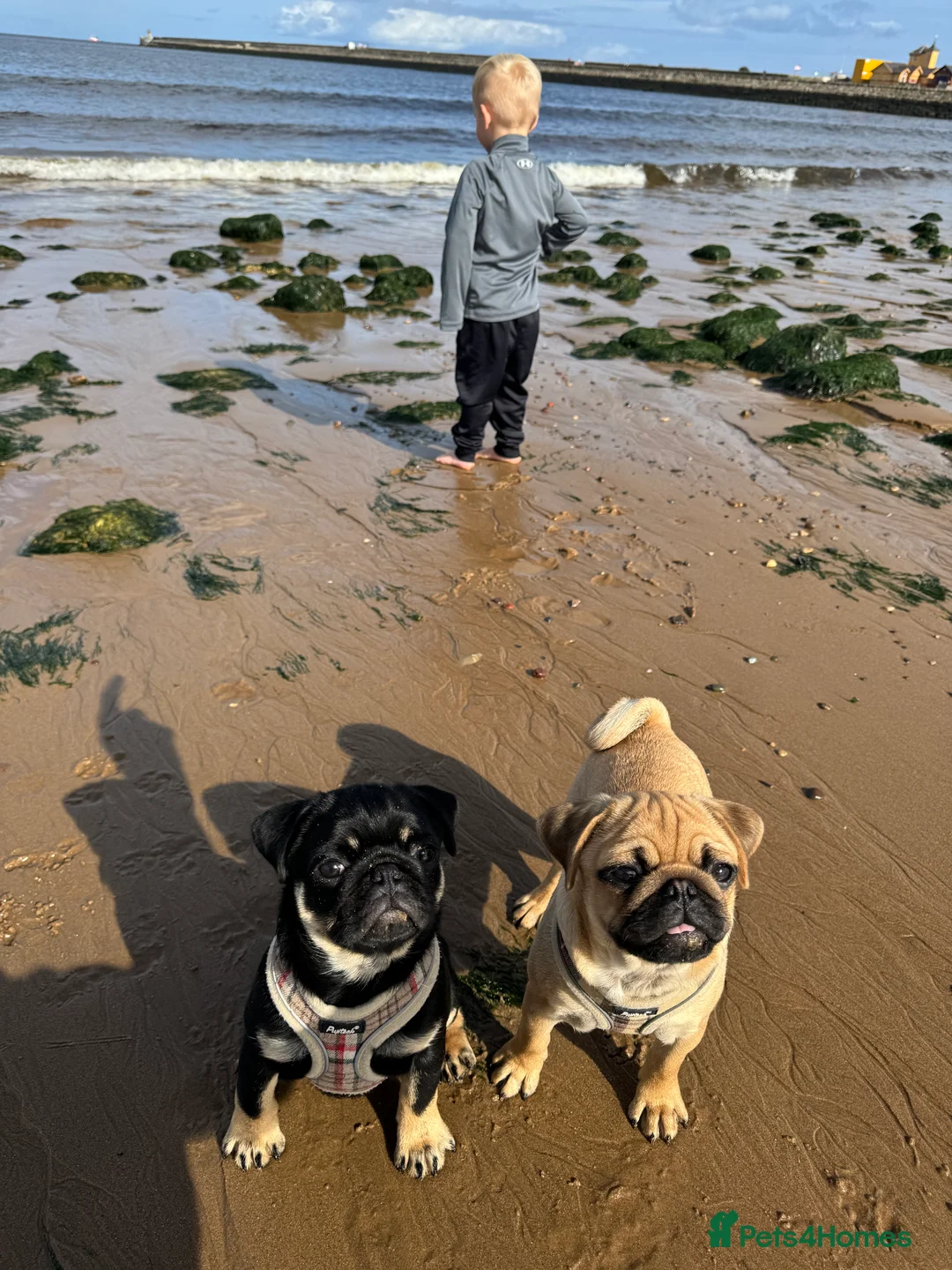 Pug dogs for stud: 🐶✨Quality Pug Stud Ready for the right match!✨🐶 - Advert 5