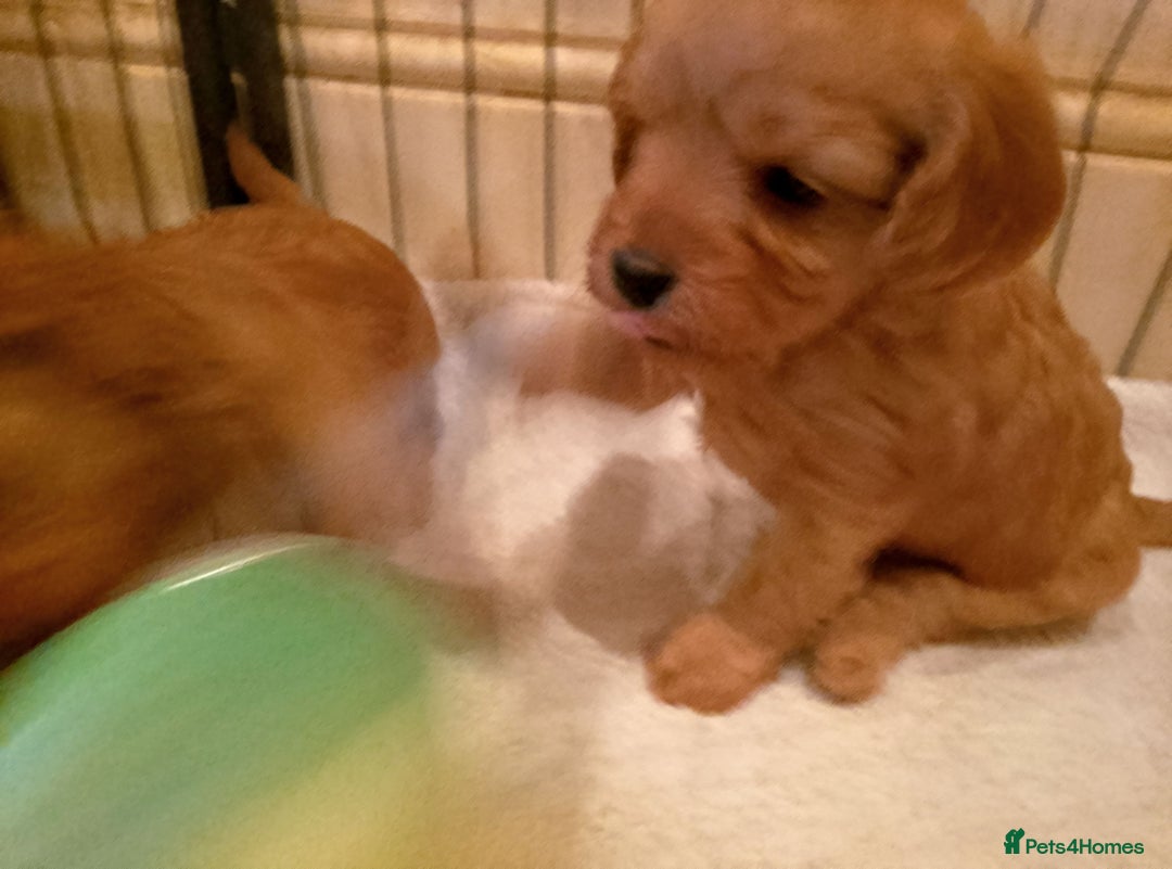 Cavapoo dogs for sale: F1 Cavapoo Pups  - Image 9