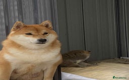 Japanese Shiba Inu dogs for sale: Fluffy authentic Shiba Inu puppies for sale  - Image 7