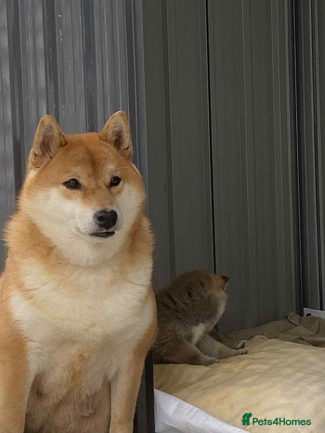 Japanese Shiba Inu dogs for sale: Fluffy authentic Shiba Inu puppies for sale  - Image 7