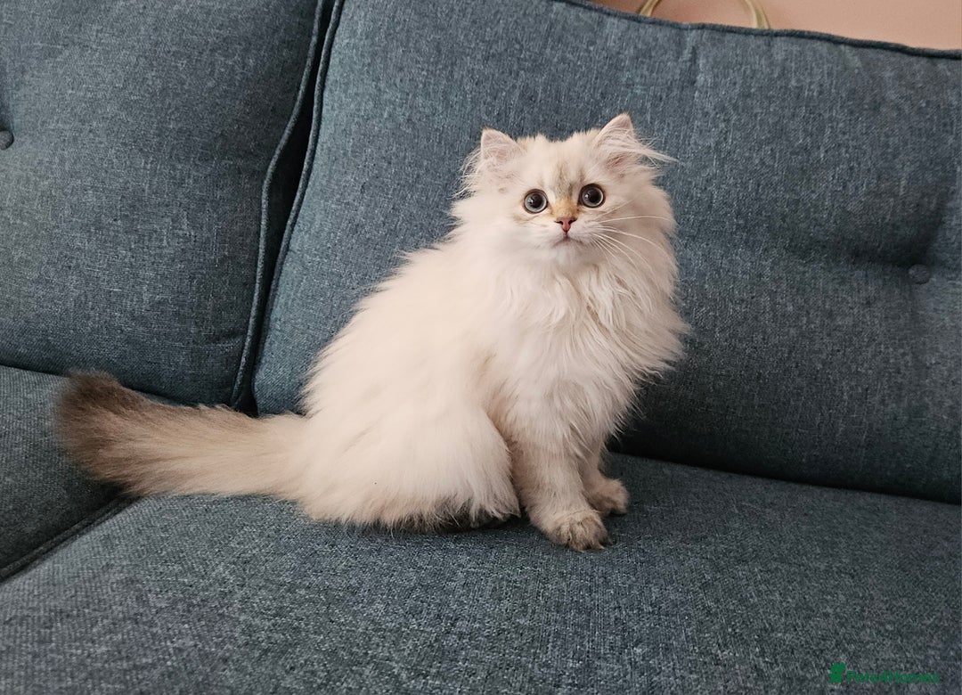 British Longhair cats for sale: Excellent Scottish straight girl ready to go - Image 32