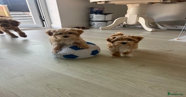 Maltipoo dogs - Advert 14