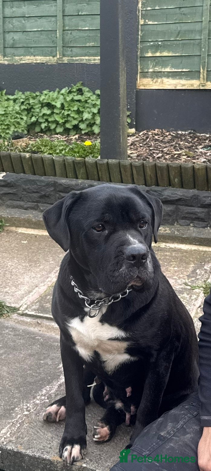 Cane Corso dogs 4 Year Old Female Cane Corso - Advert 1