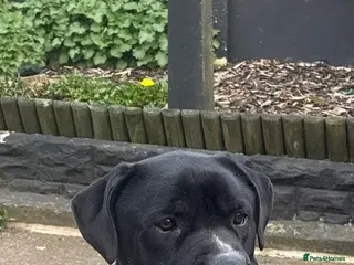 Cane Corso dogs 4 Year Old Female Cane Corso - Advert 1