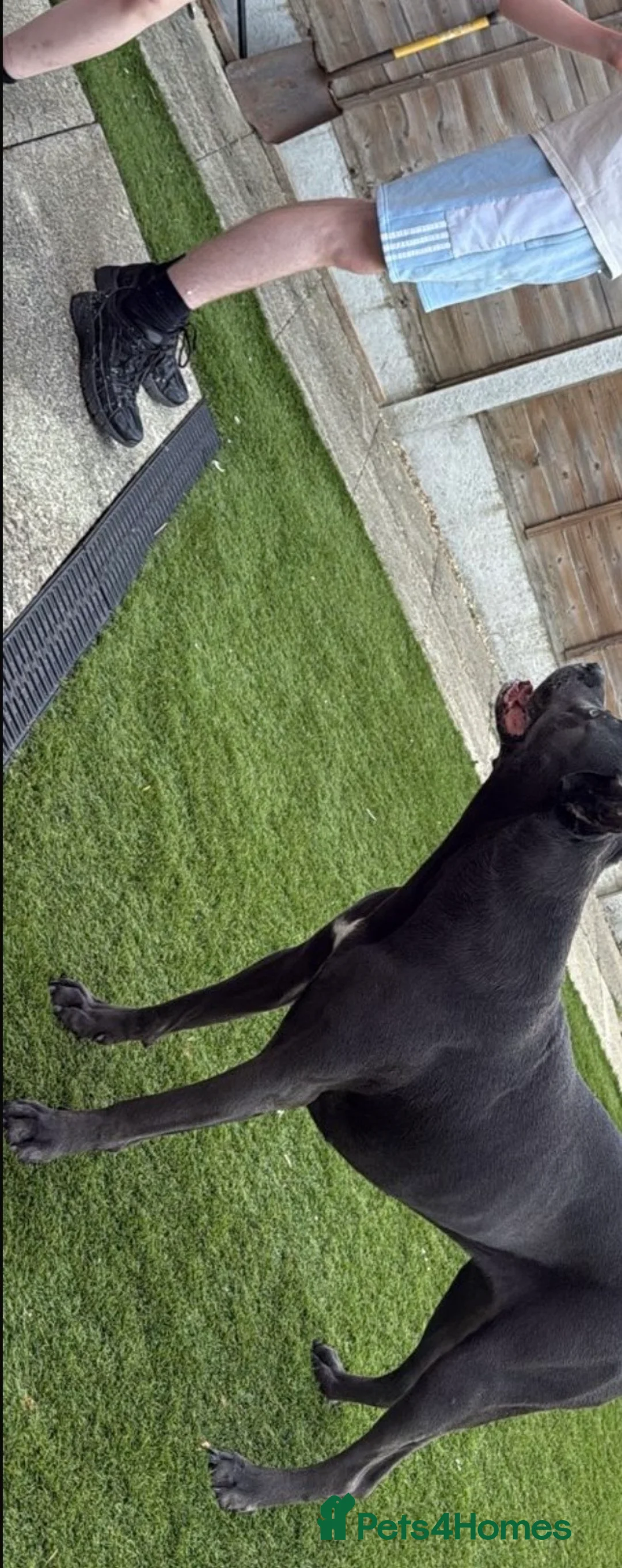 Cane Corso dogs for sale: Looking for a lovely home  - Advert 4