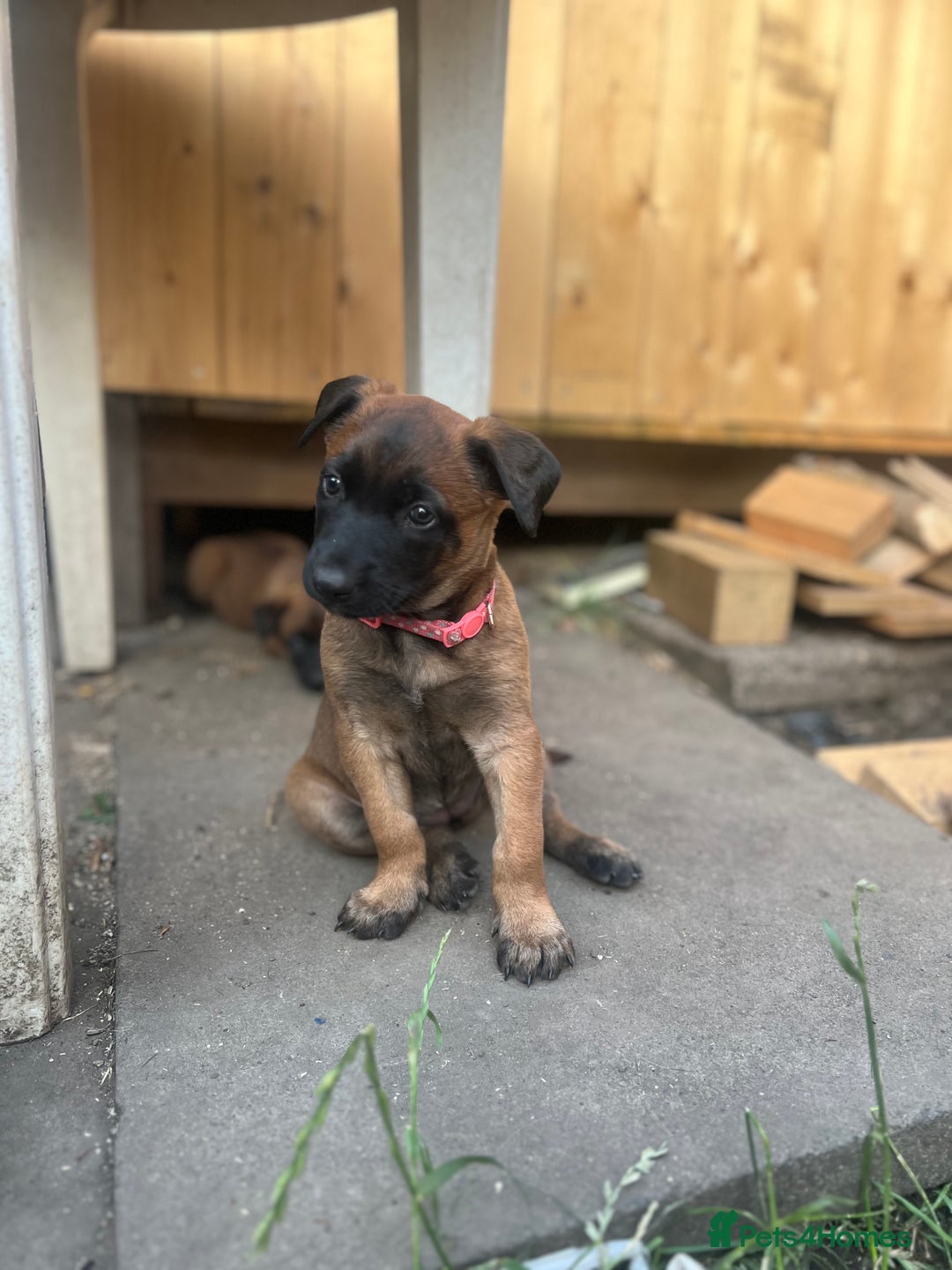 Belgian Shepherd Dog dogs for sale: Malinois puppies. Mother FCI/Father working dog - Image 11