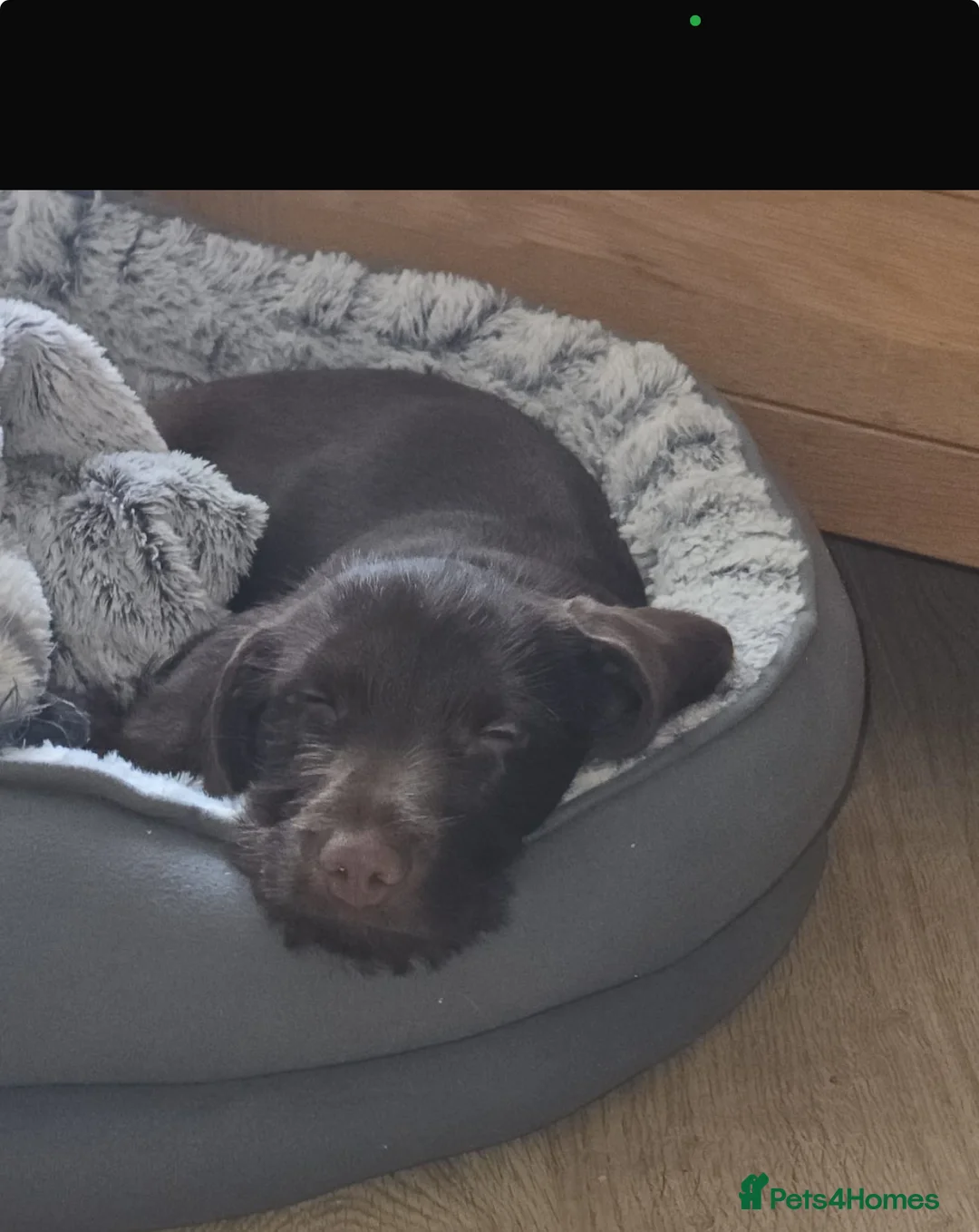 Mixed Breed dogs for sale: Charlie boy 💙 - Advert 1