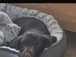 Mixed Breed dogs Charlie boy 💙 - Advert 1