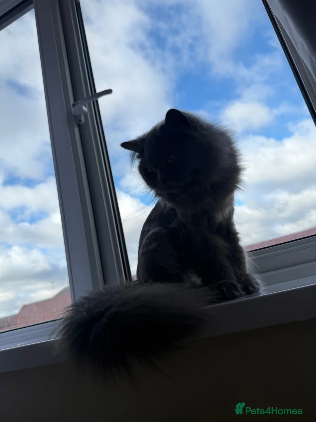 British Longhair cats for sale: Beautiful Blue British Longhair Female - Advert 2