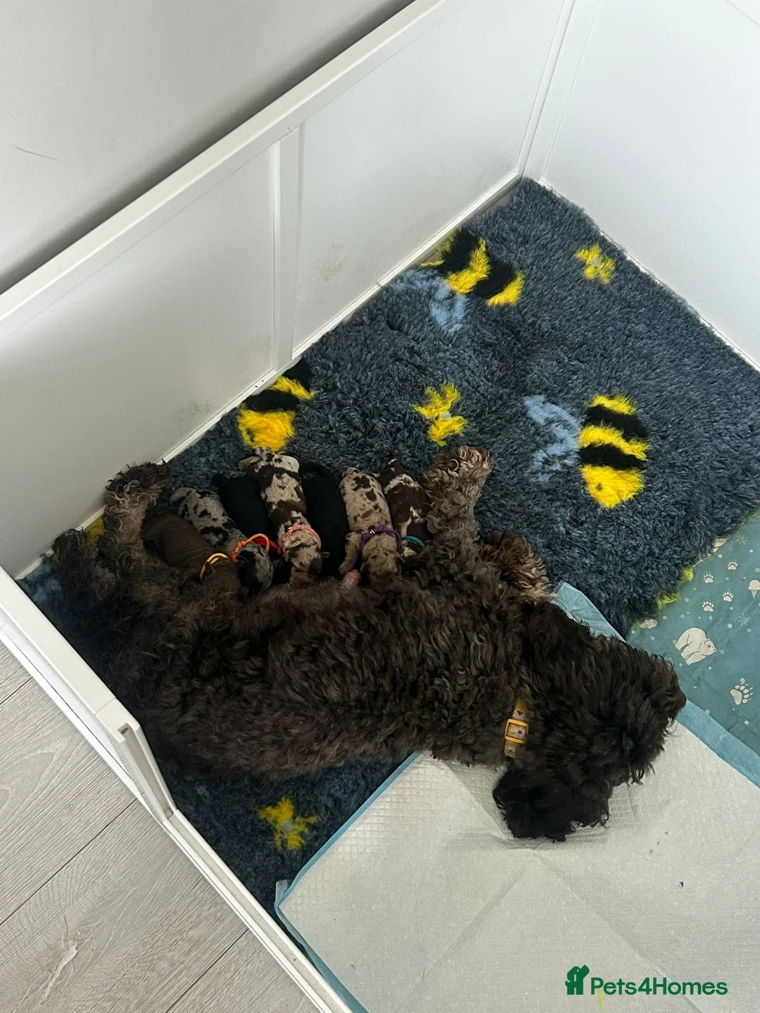 Cockapoo dogs for sale: Beautiful f1b cockapoos  - Advert 2