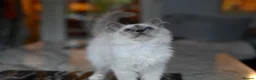 Birman cats for sale: GCCF Blue Point Birman girl (Only 1 Girl Left) - Advert 8