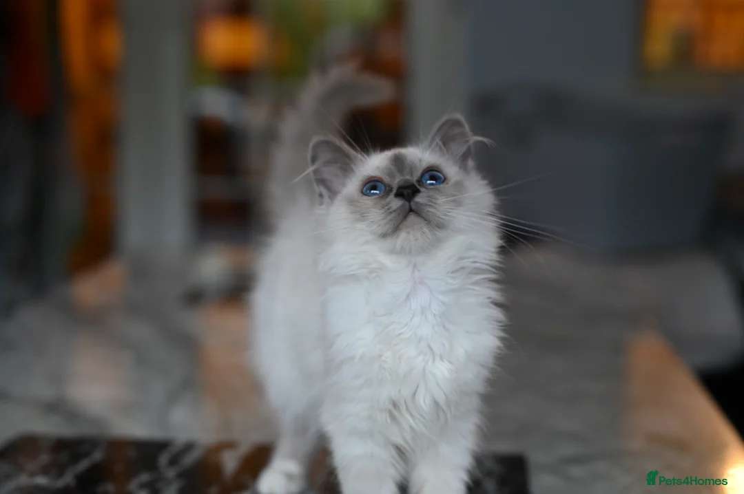 Birman cats for sale: GCCF Blue Point Birman girl (Only 1 Girl Left) - Advert 8