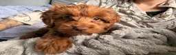 Cockapoo dogs for sale: Cali (cockapoo) - Advert 2