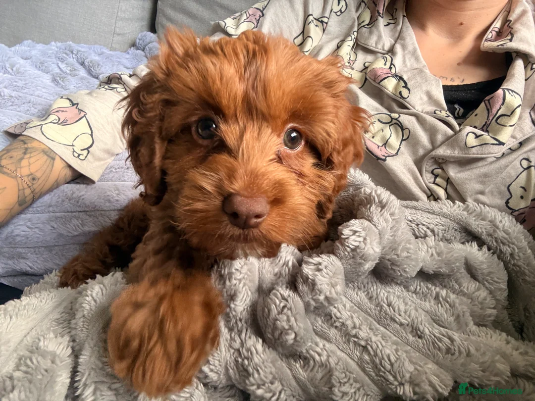 Cockapoo dogs for sale: Cali (cockapoo) - Advert 2