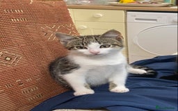 Mixed Breed cats for sale: 3 friendly black females ( 4 months )  - Image 5