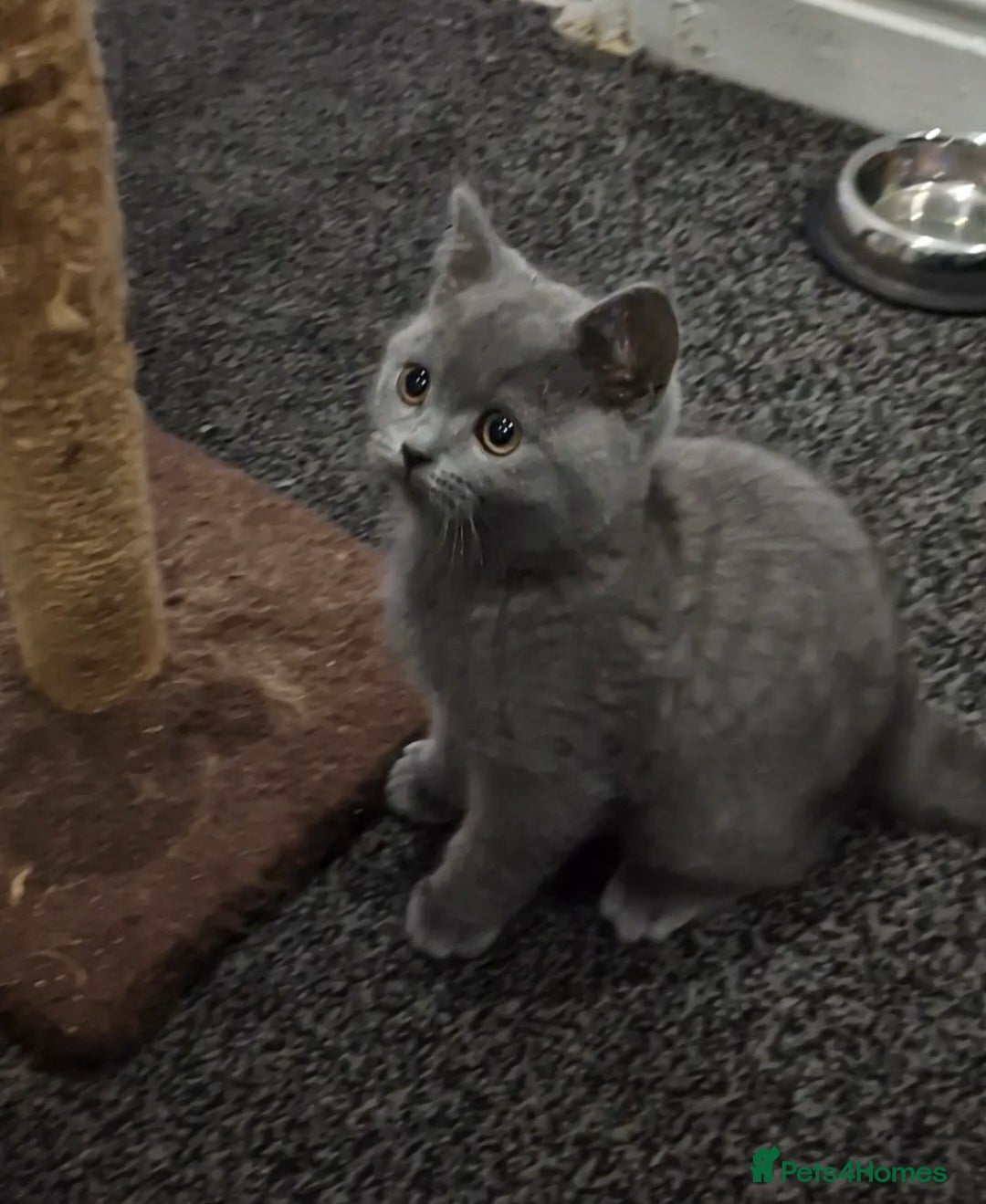 British Shorthair cats for sale: 2 Male British Shorthair Kittens For Sale! - Advert 5