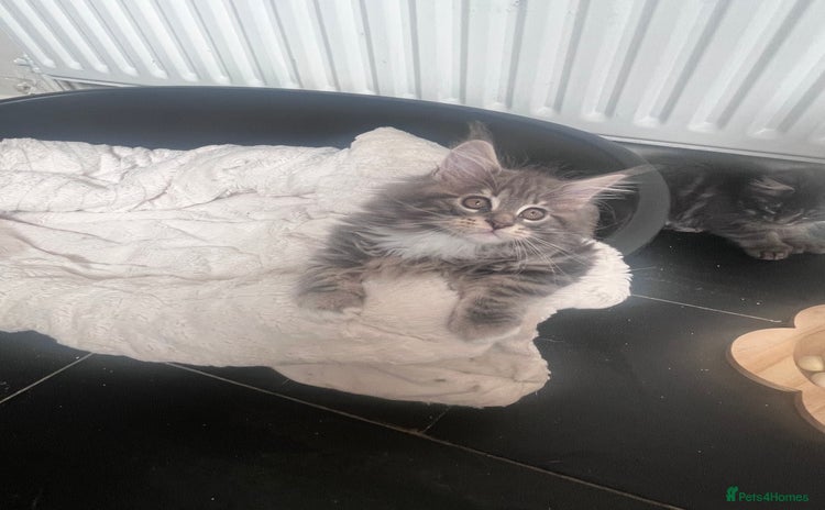 Maine Coon cats - Advert 2