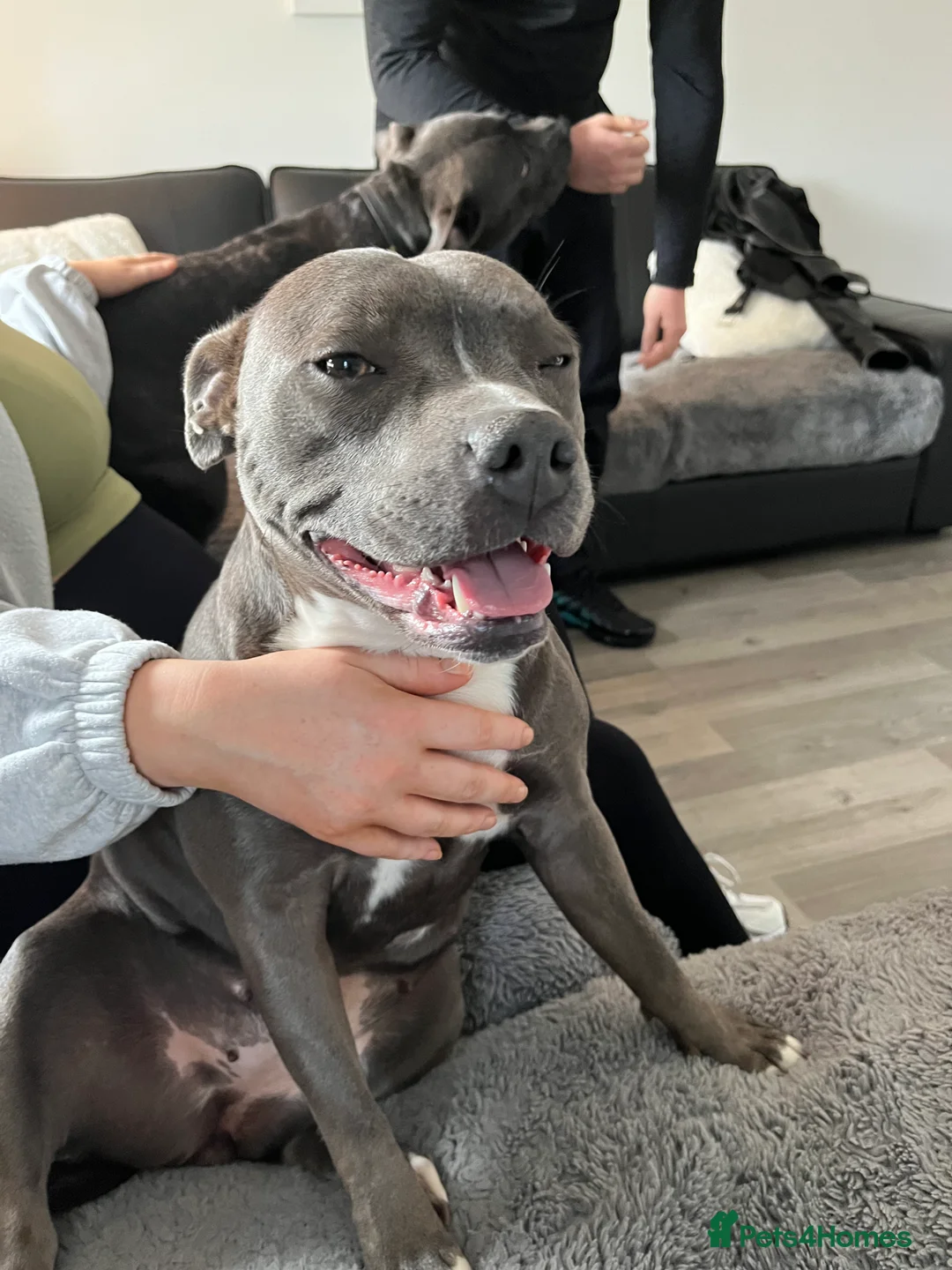 Staffordshire Bull Terrier dogs for sale: Blue staffy pups due soon - Advert 4