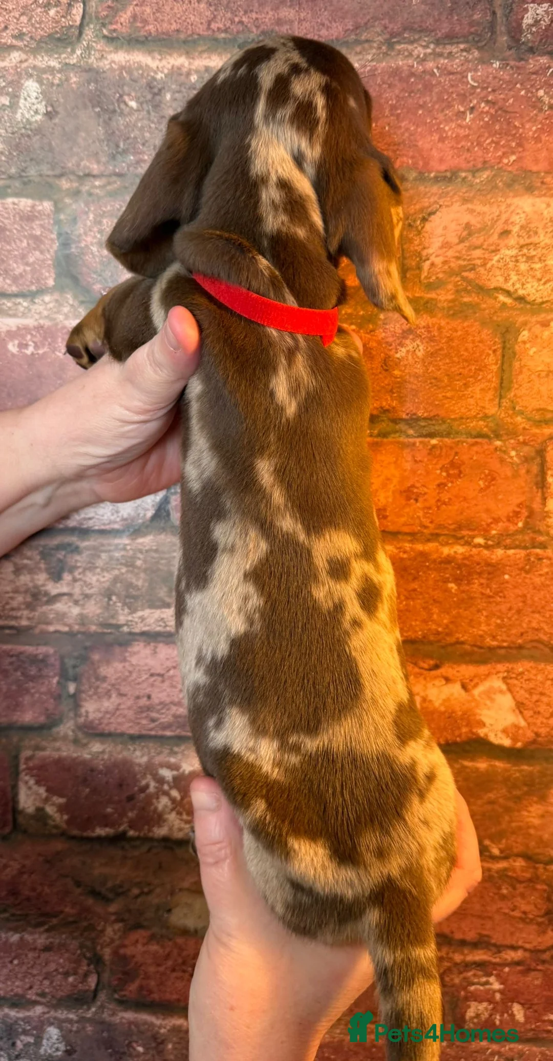 Miniature Dachshund dogs for sale: Beautiful miniature Dachshund puppies ready now - Advert 40