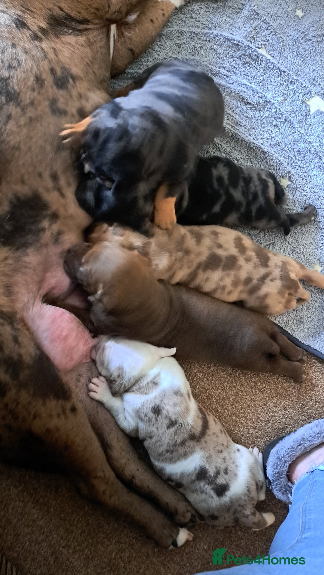 American Bulldog dogs for sale: Chunky American Bulldog Pups - Image 4