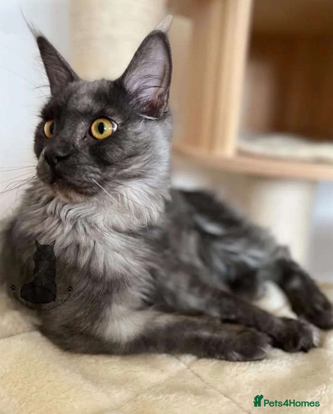 Maine Coon cats for sale: Stunning TICA boy black silver shaded Maine Coon  - Advert 2