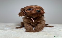 Cavapoo dogs for sale: F1 Cavapoo puppies.  - Image 21