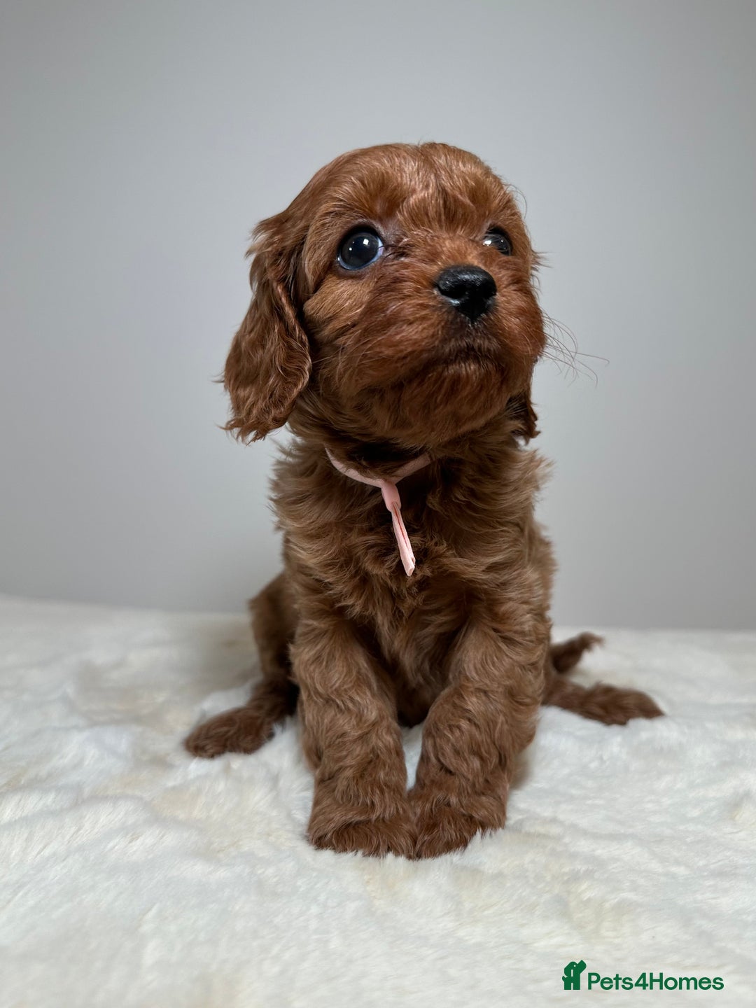 Cavapoo dogs for sale: F1 Cavapoo puppies.  - Image 21