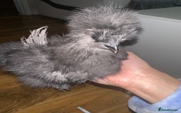 Chickens poultry for sale: USA silkie chickens for sale!  - Image 3