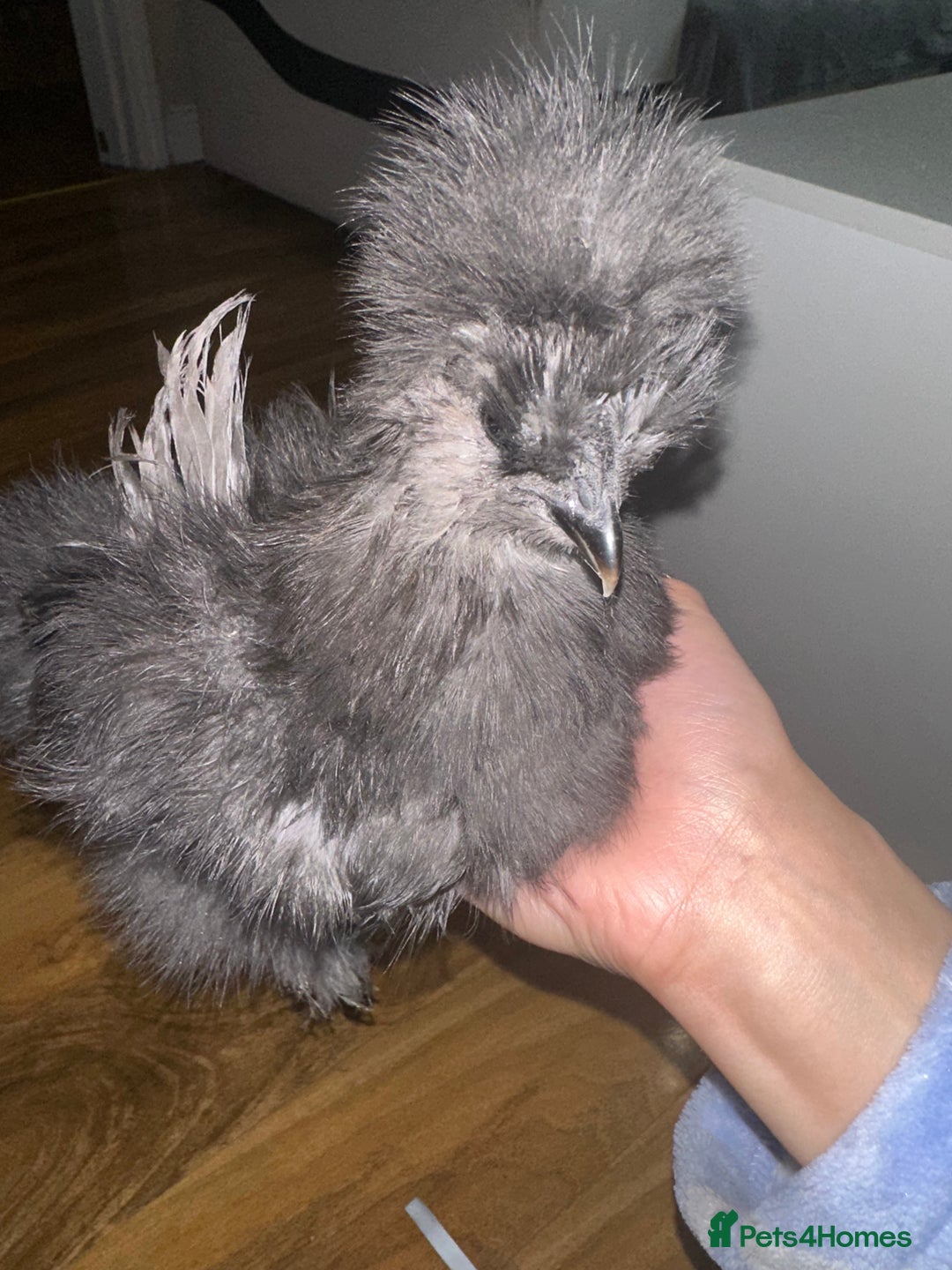 Chickens poultry for sale: USA silkie chickens for sale!  - Image 3