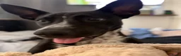 Mixed Breed dogs for sale: Coco the Belgium Mali in Stockton-on-Tees - Advert 2