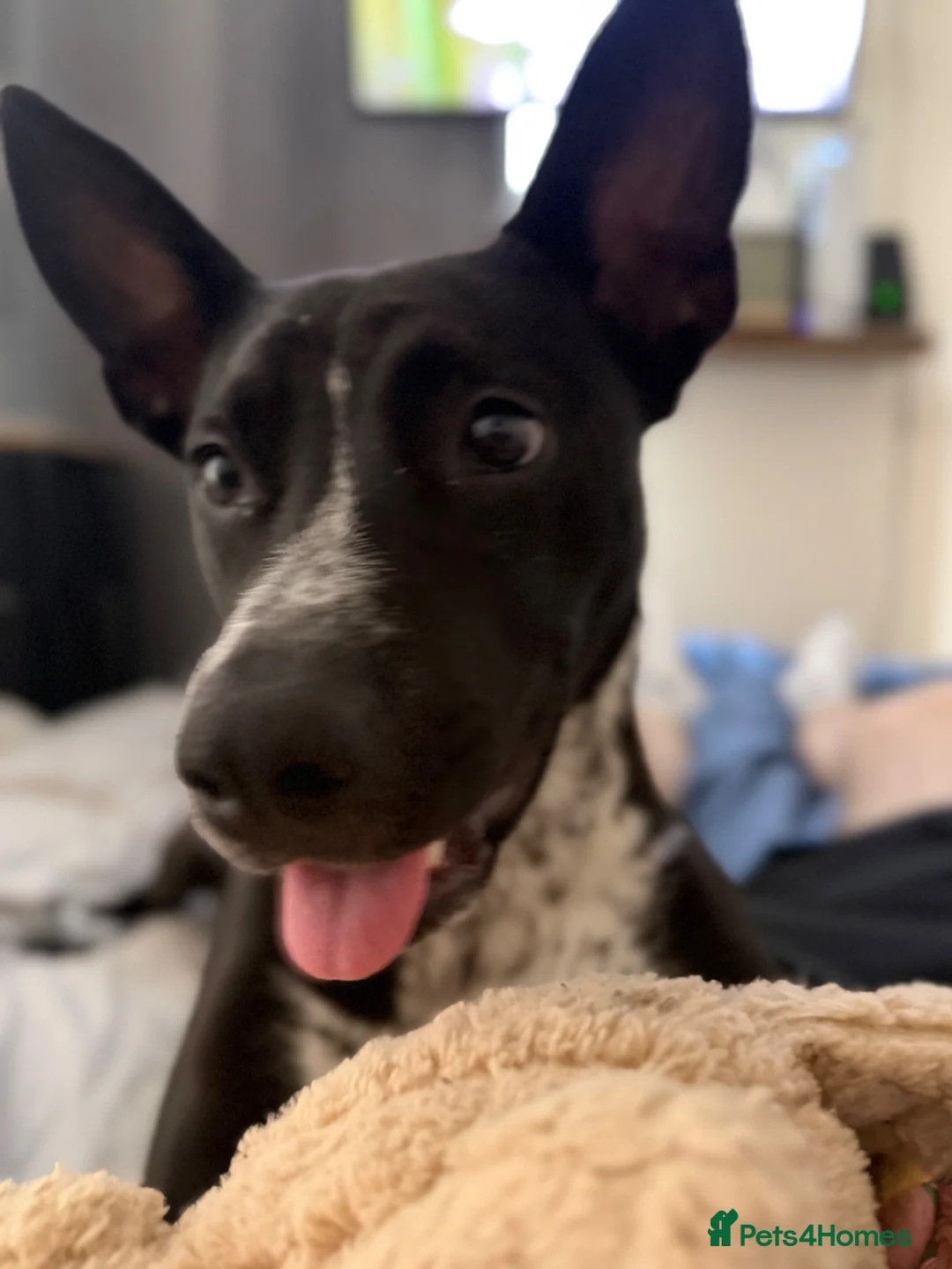 Mixed Breed dogs for sale: Coco the Belgium Mali in Stockton-on-Tees - Advert 2